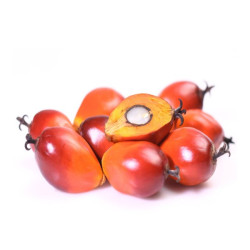 Palm Fruit – 1 Mudu Palm Fruit – 1 Mudu