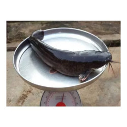 Live Catfish – Per Kg Live Catfish – Per Kg