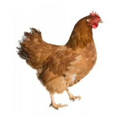 Live Chicken – Old Layer Live Chicken – Old Layer