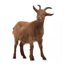 Live Goat – Male Live Goat – Male