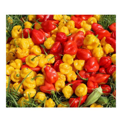 Mixed Fresh Pepper – Portion Mixed Fresh Pepper – Portion