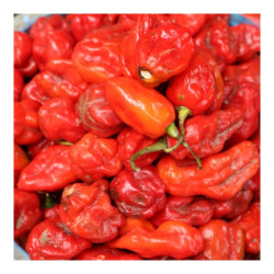 Red Pepper (Ata Rodo) – Portion Red Pepper (Ata Rodo) – Portion