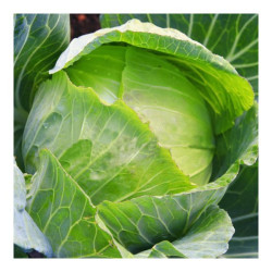 Cabbage – Per Head Cabbage – Per Head