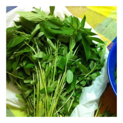 Ewedu Leaves – Bunch Ewedu Leaves – Bunch