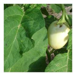 Garden Egg Leaves – Bunch Garden Egg Leaves – Bunch
