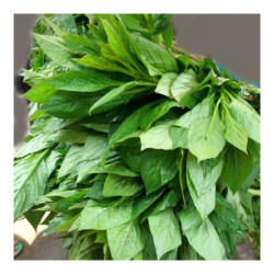 Green Leaves (Amaranth) – Bunch Green Leaves (Amaranth) – Bunch