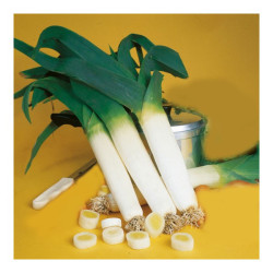 Leek – Per Stalk Leek – Per Stalk