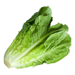 Lettuce – Per Head Lettuce – Per Head