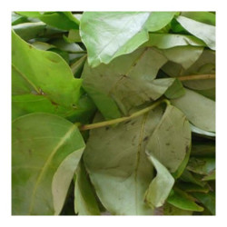Oha (Ora) Leaves – Bunch Oha (Ora) Leaves – Bunch